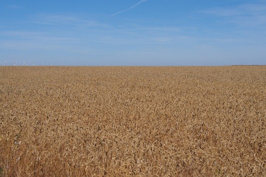 Auf der Meseta