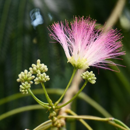 Blume am Wegesrand