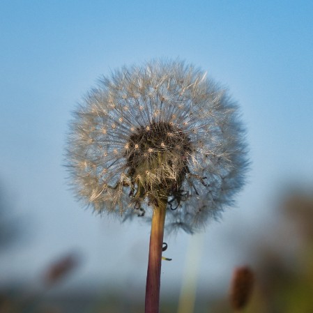 Blume am Wegesrand