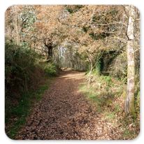 Winterlicher Weg in Galicien