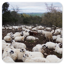 Das berühmte schwarze Schaf