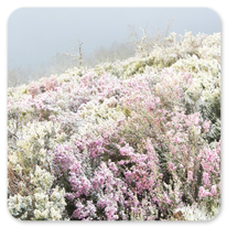 Winterliche Stimmung auf dem Weg zum Cruz de Ferro