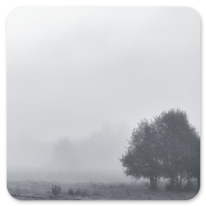 Frühnebel