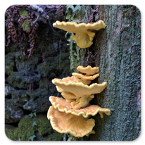 Pilze